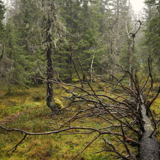 Paljakka old growth forest