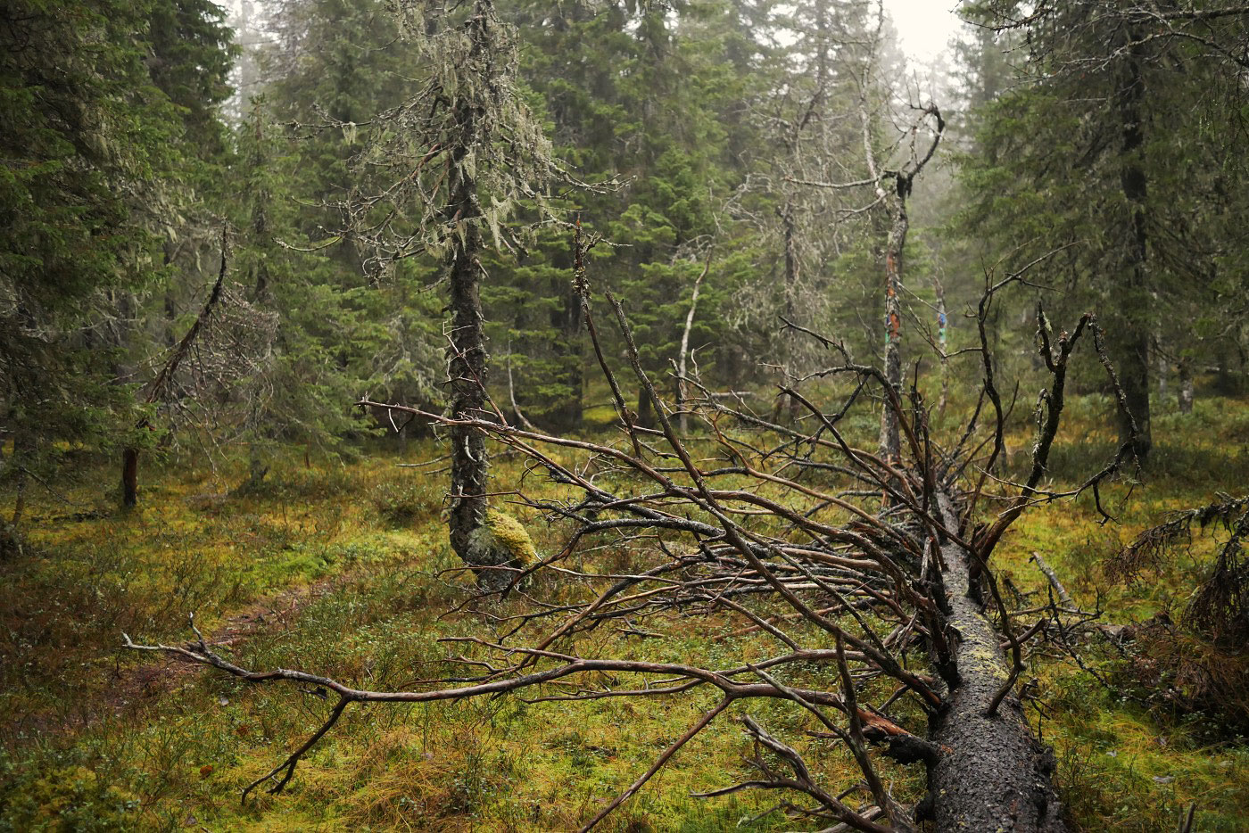 Paljakka old growth forest