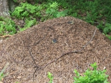 ants formica aquilonia 06